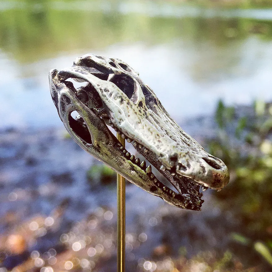 American Alligator