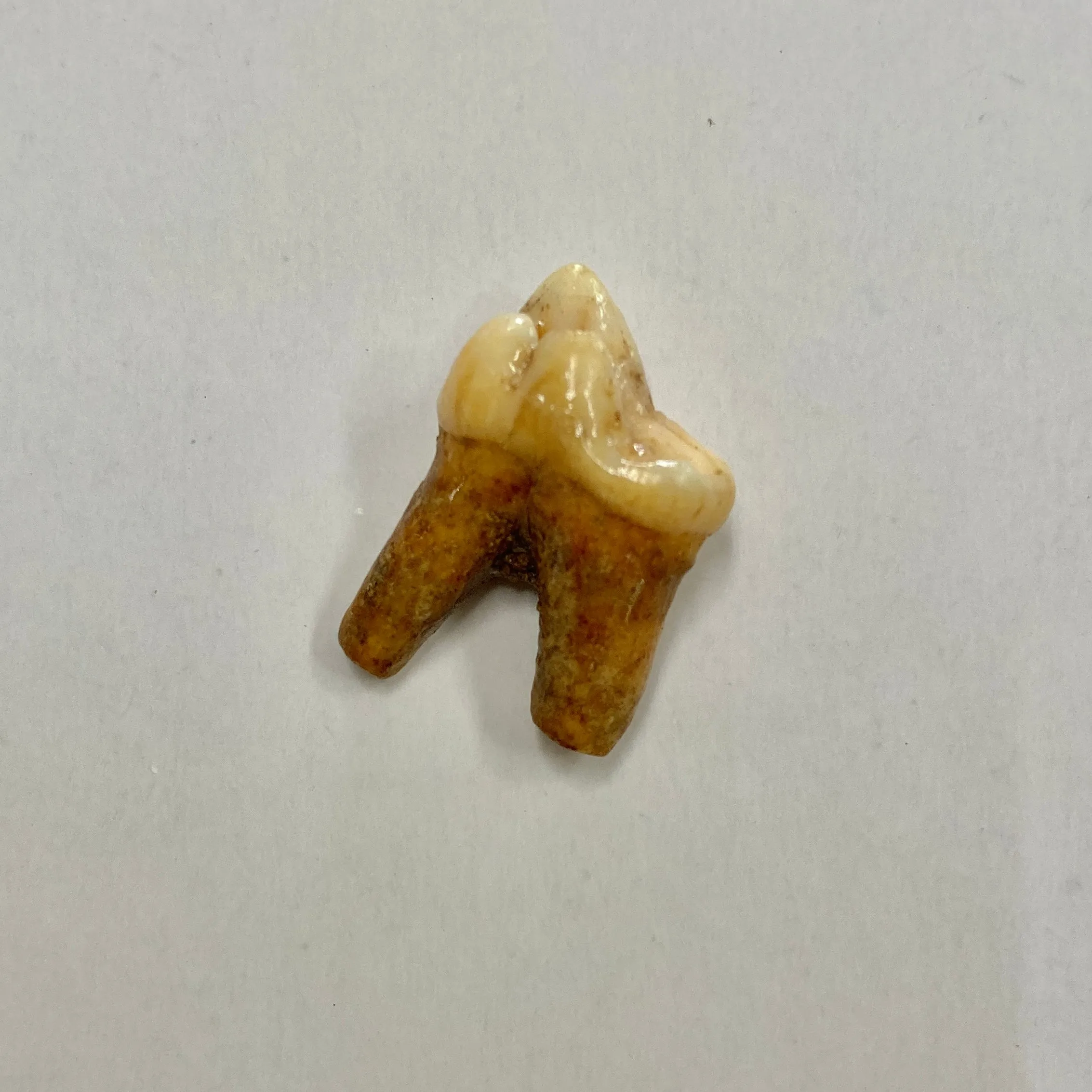 Cave Bear Molar Tooth